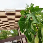 Bistre فيلة *