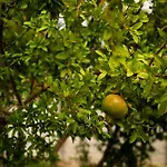 Bistre فيلة Radovin
